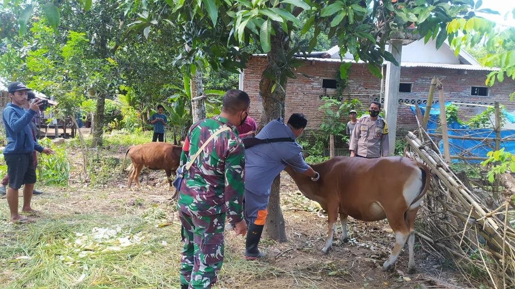 Vaksinasi Hewan Ternak sapi di Desa Batu Putih Sekotong, Berpopulasi 400 Ekor Sapi