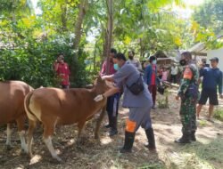 Vaksinasi Hewan Ternak sapi di Desa Batu Putih Sekotong, Berpopulasi 400 Ekor Sapi