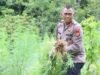 Pemusnahan Empat Hektar Ladang Ganja di Aceh Besar, Terdiri dari 3.000 Batang Ganja Siap Panen