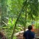 Pohon Tumbang Timpa Rumah Warga di Kuripan Lombok Barat, Kerugian Rp 3 Juta