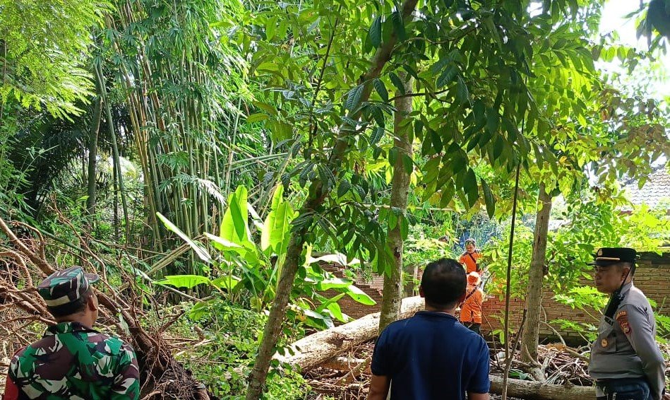 Pohon Tumbang Timpa Rumah Warga di Kuripan Lombok Barat, Kerugian Rp 3 Juta