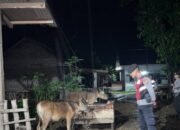 Sapi Aman, Warga Tenang: Patroli Malam Polsek Sekotong Sasar Kandang Ternak