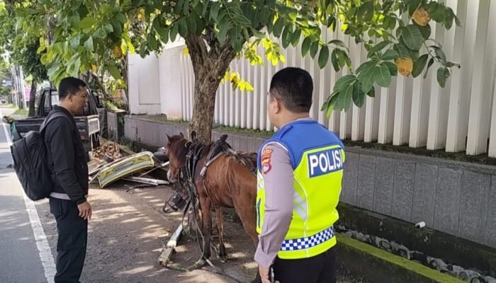 Nekat Nyalip, Sopir Carry Tabrak Cidomo di Senggigi, Dua Orang Terluka