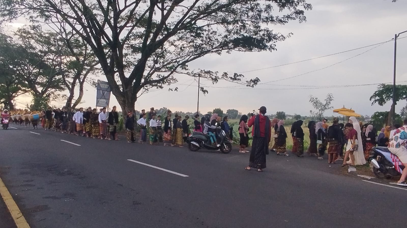 Meriahnya Nyongkolan di Kuripan, Ratusan Warga Iringi Pengantin Baru