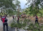 Polres Loteng Evakuasi Pohon Tumbang Halangi Arus Lalu Lintas.