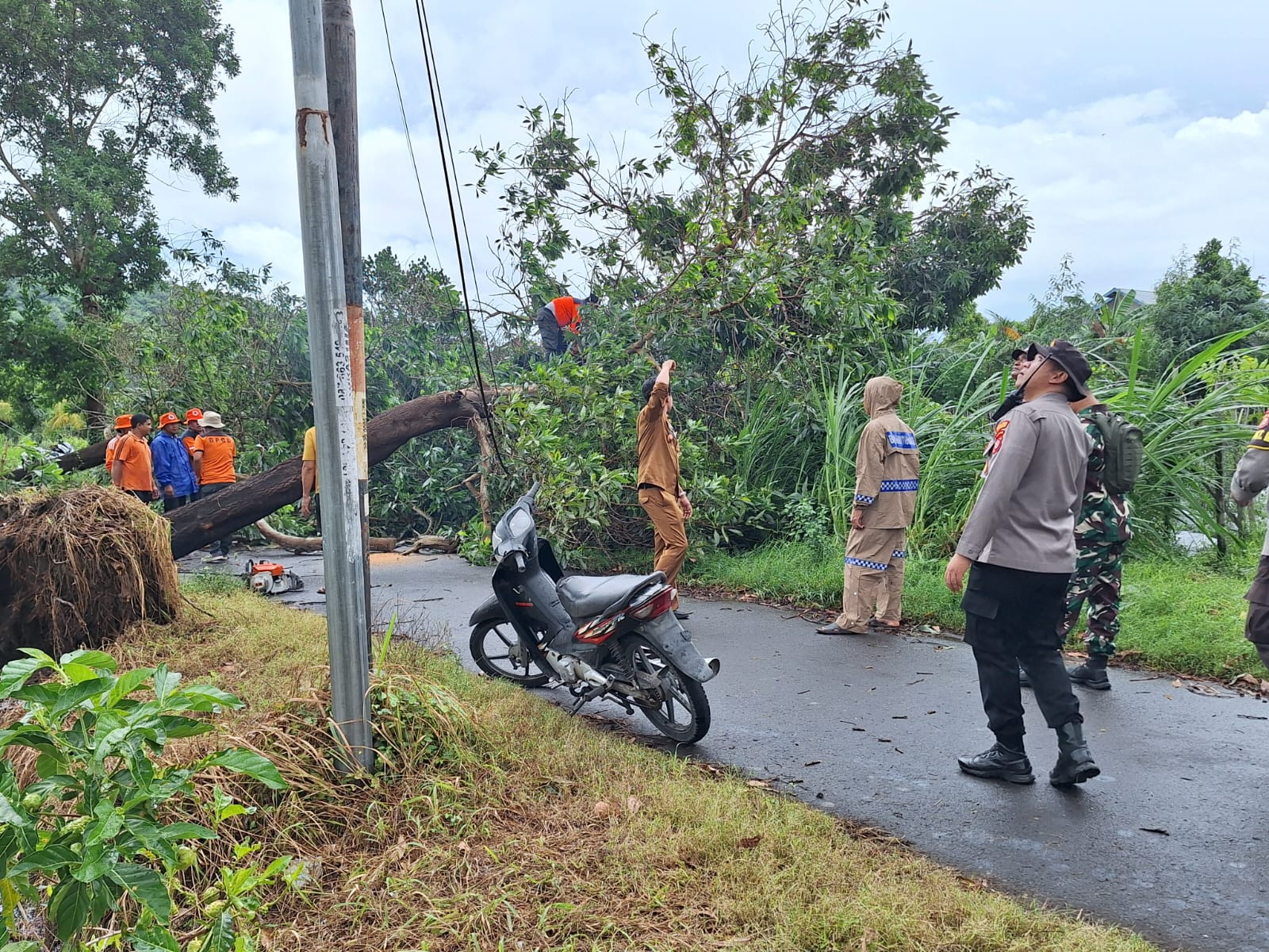 Gerung Terkena Hujan Ekstrem, 3 Pohon Tumbang Semapt Blokir Jalan