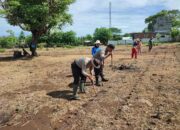 Polsek Empang Dukung Program Ketahanan Pangan Dengan Menanam Jagung Bersama Warga