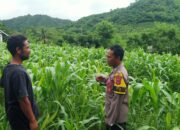 Bhabinkamtibmas Desa Lamunga Dukung Program Ketahanan Pangan dampingi petani jagung