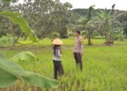 Bhabinkamtibmas Desa Kadindi Barat Dukung Ketahanan Pangan Nasional di Dusun Bukit Mente