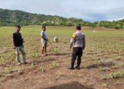 Polsek Poto Tano kawal petani jagung pastikan tercukupi kebutuhan pupuk