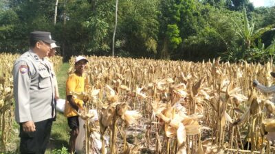 Panen Jagung Sukses di Gerung Selatan, Sinergi Polri dan Petani Berbuah Hasil