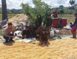 Bhabinkamtibmas Desa Talonang Baru Dampingi Panen dan Penjemuran Jagung Tahap II