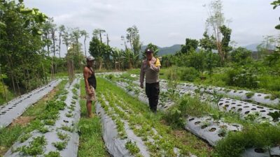 Bhabinkamtibmas Batulayar Dampingi Warga Panen Cabai, Dorong Pangan Mandiri dari Pekarangan