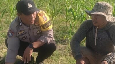 Bhabinkamtibmas Karang Bongkot Dukung Petani Jagung Manis Eksotik Lombok Barat