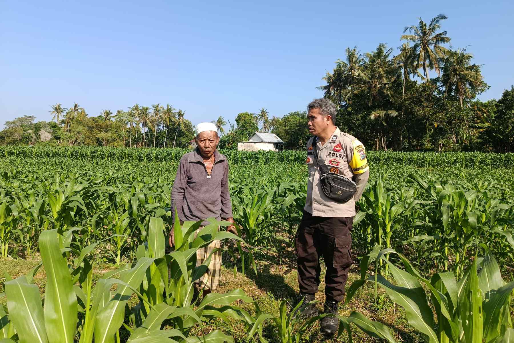 Dukung Ketahanan Pangan, Bhabinkamtibmas Sandik Edukasi Warga Perempung