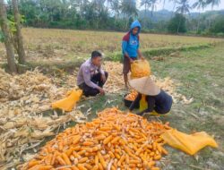Bhabinkamtibmas Lembar Dukung Petani Jagung di Dusun Eyat Mayang