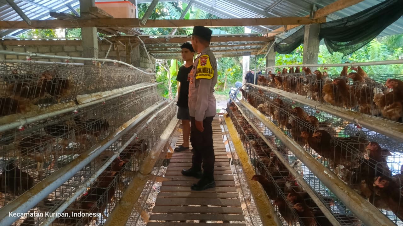Kemitraan Strategis, Bhabinkamtibmas Kuripan dan Peternak Berkolaborasi Wujudkan Ketahanan Pangan