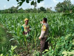 Menjaga Ketahanan Pangan, Bhabinkamtibmas Labuapi Ajak Warga Manfaatkan Lahan Kosong