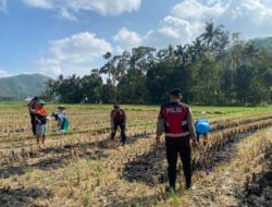Sat Samapta Polres Lombok Barat Dukung Petani Jagung Desa Kebon Ayu