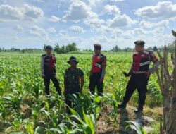 Polres Lombok Barat Dukung Petani Jagung Desa Dasan Geres Jaga Ketahanan Pangan
