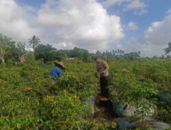 Bhabinkamtibmas Dampingi Panen Cabai di Kuripan Utara, Dukung Ketahanan Pangan Nasional