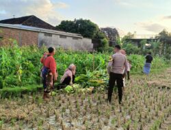 Polsek Kuripan Dorong Ketahanan Pangan di Kuripan Utara Lewat Pendampingan Petani