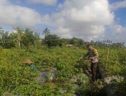 Bhabinkamtibmas Kuripan Utara Dorong Ketahanan Pangan dari Pekarangan Warga