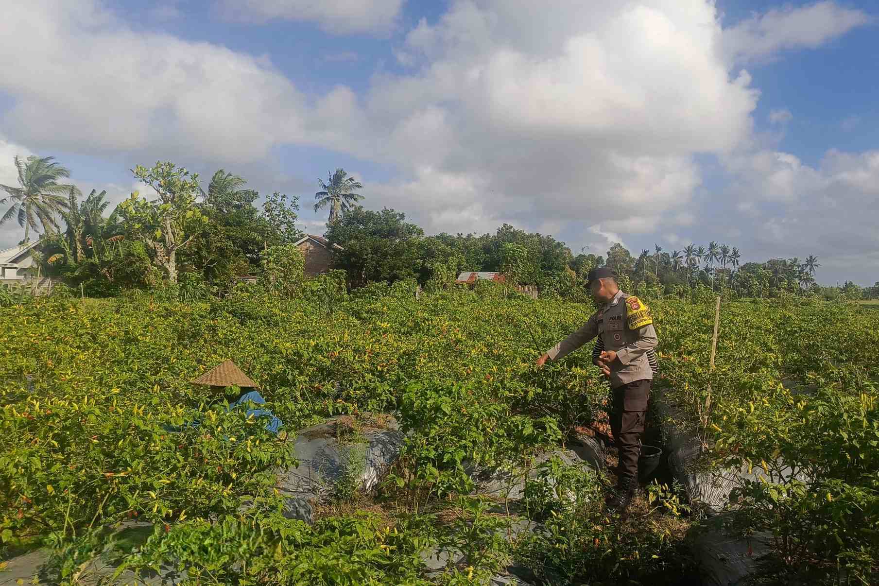 Sinergi Polri dan Warga Dusun Pelulan Wujudkan Ketahanan Pangan Keluarga