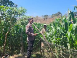 Menyukseskan Program Ketahanan Pangan Nasional, Bhabinkamtibmas Polsek Soromandi Pantau Tanaman Jagung Warga Binaan