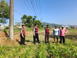 Polres Lombok Barat Dampingi Petani Jagung di Desa Mesanggok