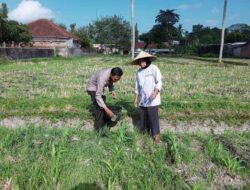 Bhabinkamtibmas Kuripan Dorong Warga Manfaatkan Pekarangan untuk Ketahanan Pangan