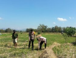 BKTM Desa O’o Laksanakan Pemantauan Lahan Jagung Milik Bapak Kaswadin, S.Pd dalam Mendukung Program Ketahanan Pangan Nasional Menuju Indonesia Emas 2045