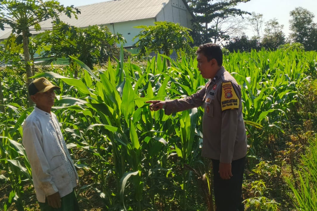 Bhabinkamtibmas Telagawaru Edukasi Petani Soal Lahan Pekarangan Bergizi