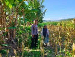 Kemitraan Strategis, Bhabinkamtibmas Lembar Dukung Petani Wujudkan Ketahanan Pangan