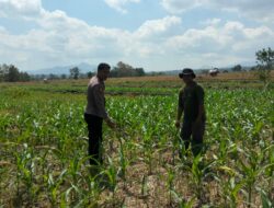 BKTM Desa O,o Pantau Perkembangan Lahan Jagung warga dalam Rangka Dukung Ketahanan Pangan Nasional Menuju Indonesia Emas 2045