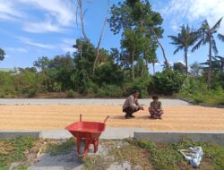 Bhabinkamtibmas Sorinomo Dukung Ketahanan Pangan, Pantau Langsung Panen Jagung Warga
