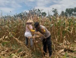 Bhabinkamtibmas desa daha dukung program ketahanan pangan, tinjau lahan warga di dusun daha barat