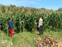 Dukung Ketahanan Pangan, Bhabinkamtibmas Buer Pantau Panen Jagung Petani