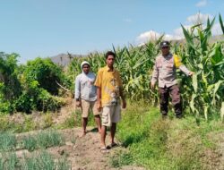 Bhabinkamtibmas Desa Mumbu Dampingi Petani Jagung Dukung Ketahanan Pangan Nasional