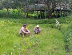 Ketahanan Pangan Desa: Bhabinkamtibmas Jagaraga Edukasi Warga Dasan Geres Pande Manfaatkan Lahan Produktif