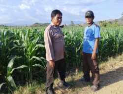 BKTM Desa Mbawi Laksanakan Pemantauan Lahan Jagung Milik Warga Binaan Dalam Rangka Mendukung Program Ketahanan Pangan Nasional Menuju Indonesia Emas 2045