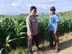 BKTM Desa Mbawi Laksanakan Pemantauan Lahan Jagung Milik Warga Binaan