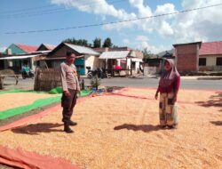 Bhabinkamtibmas Cempi Jaya Pantau Hasil Panen Warga, Dorong Semangat Ketahanan Pangan