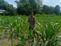Polsek Labuapi Dorong Warga Desa Perampuan Tanam Jagung untuk Ketahanan Pangan