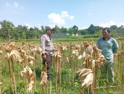 Panen Jagung Dipercepat, Warga Dusun Tangkeban Diedukasi Soal Ketahanan Pangan