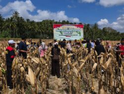 Polsek Sekotong Gelar Panen Raya Jagung Serentak di Desa Pelangan
