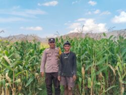 Polsek Woja Bhabinkamtibmas Desa Mumbu Dukung Ketahanan Pangan Lewat Pemantauan Lahan Jagung Warga