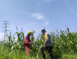 Bhabinkamtibmas Dorong Semangat Petani Jagung di Lombok Barat