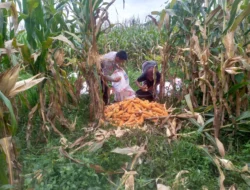 Bhabinkamtibmas Kuripan Ajak Warga Manfaatkan Lahan Kosong