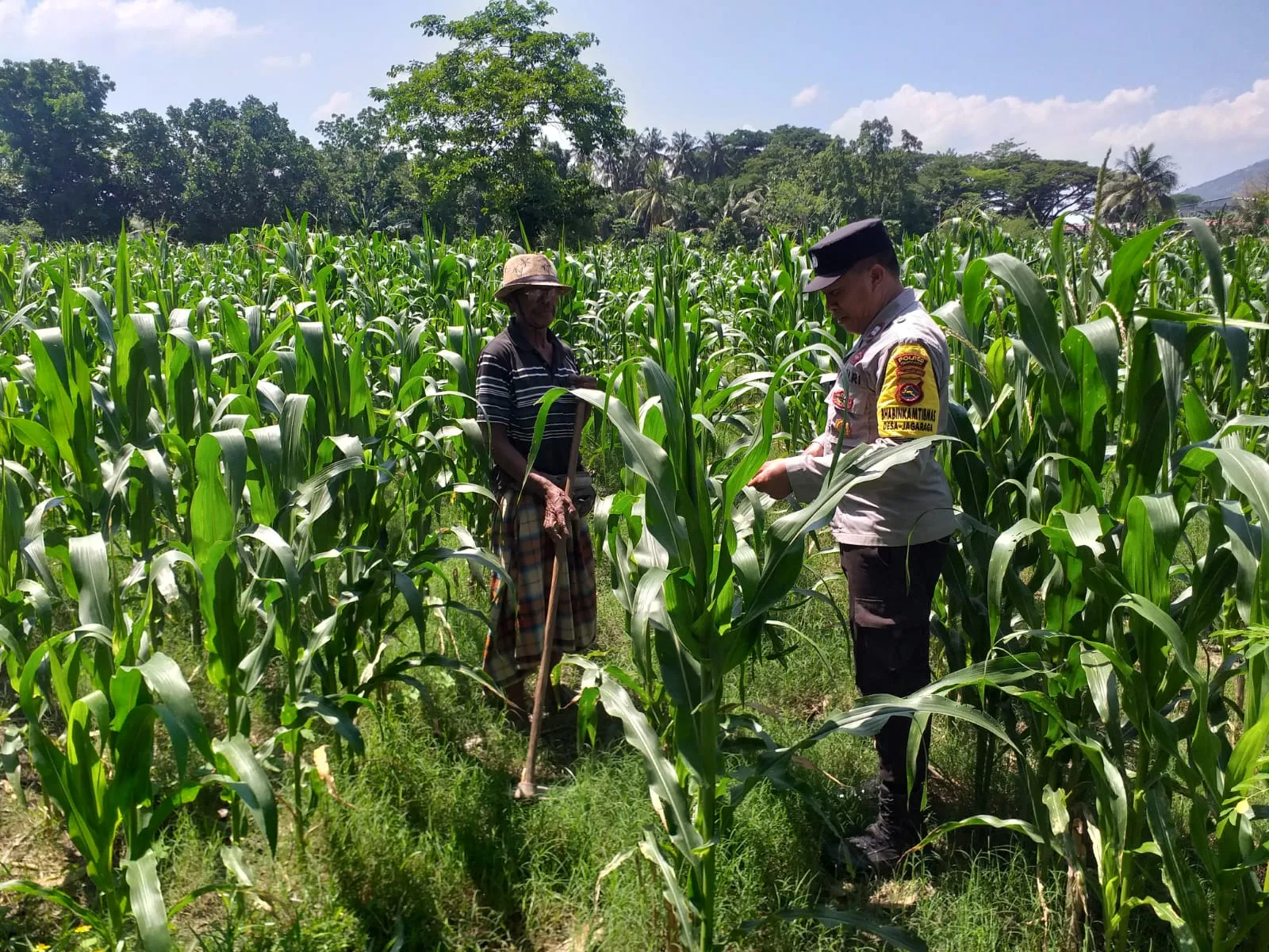 Polsek Kuripan Turun ke Sawah, Dukung Petani Tingkatkan Produksi Jagung